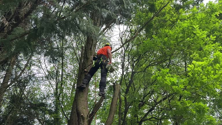 How Our Tree Care Process Works  in  Orange, VA