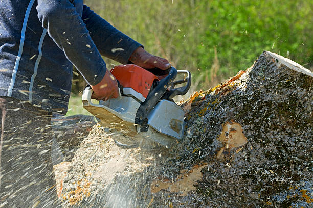 Best Arborist Consultation Services  in Orange, VA