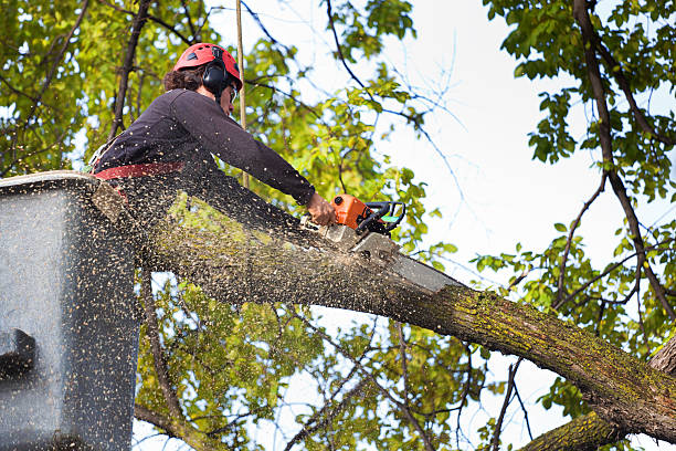 Best Tree Disease Treatment  in Orange, VA